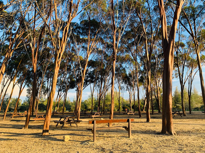eucalyptus trees in the park [Nicosia]